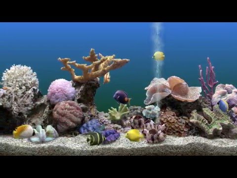 Marine aquarium 3 mac torrent